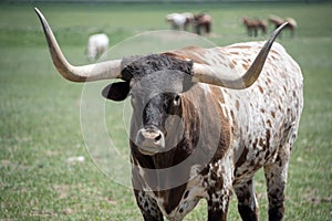 Texas longhorn red and white bull steer cow with long horns in green pasture