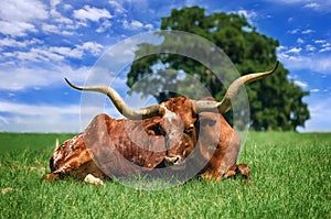 Texas Longhorn img