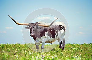 Texas longhorn on the spring pasture