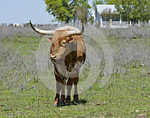 Texas Longhorn standing in field