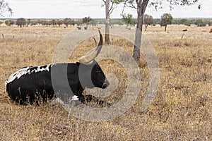 Texas longhorn steer resting in the shade.