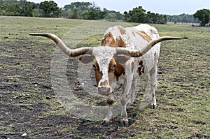 Texas Longhorn Steer Upclose