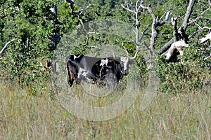 Texas Longhorn Steer at wichita mountains wildlife refuge in Oklahoma