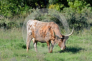 Texas Longhorn Steer at wichita mountains wildlife refuge in Oklahoma