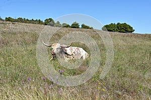 Texas Longhorn Steer at wichita mountains wildlife refuge in Oklahoma