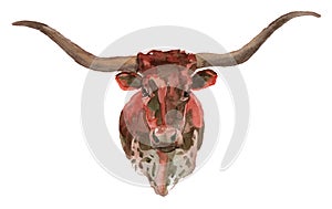 The Texas Longhorn watercolor portrait