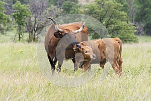 Texas Longhorn with Calf