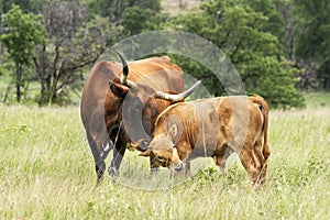 Texas Longhorn Wichita Mountains Wildlife Refuge