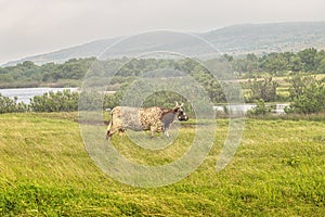 Texas Longhorn Wichita Mountains Wildlife Refuge