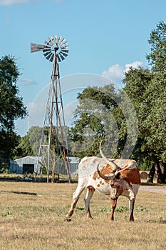 Texas Longhorn and the Windmill