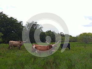 Texas longhorns