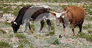 Texas Longhorns