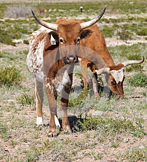 Texas Longhorns photo