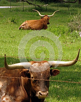 Texas Longhorns photo