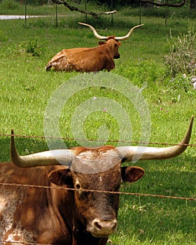 Texas Longhorns