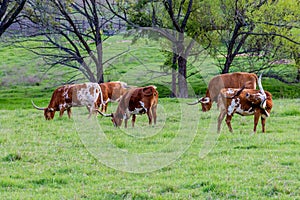 Texas Longhorns.