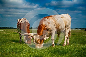 Texas longhorns