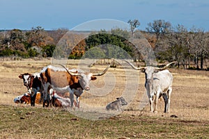 Texas Longhorns and a Calf