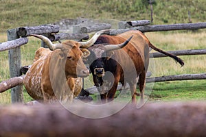 Texas Longhorns in a farm of Canada