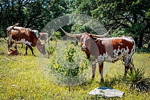 Texas Longhorns Grazing photo