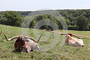 Texas Longhorns resting on the grass.