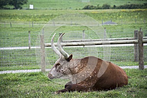 Texas Longhorns steer laying in the field