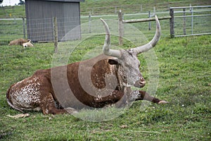 Texas Longhorns steer laying in the field