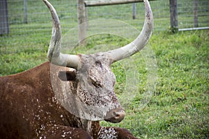 Texas Longhorns steer laying in the field photo