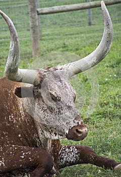 Texas Longhorns steer laying in the field photo