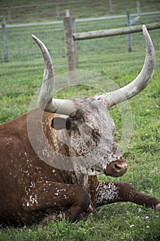 Texas Longhorns steer laying in the field photo