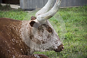 Texas Longhorns steer laying in the field photo