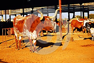 Texas Longhorns in their pen