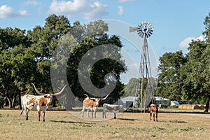 Texas Longhorns and the Windmill
