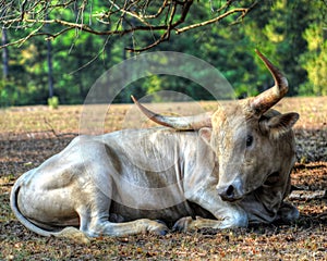 Texas Lonhorn Cattle - Gentle Giant