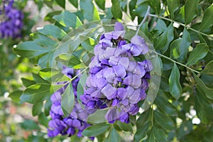 Texas Mountain Laurel Tree with Purple Flowers