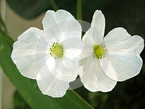 Texas mud baby flower