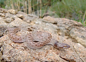 Texas Night Snake, Hypsiglena torquata jani