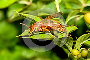 Texas paper wasp - Polistes apaches - , Apache wasp photo