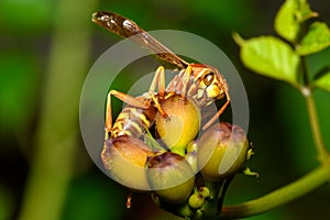 Texas paper wasp - Polistes apaches fuscatus texanus - , Apache wasp photo