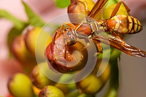 Texas paper wasp - Polistes apaches fuscatus texanus - , Apache wasp photo