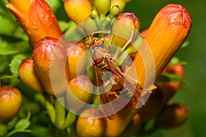 Texas paper wasp - Polistes apaches fuscatus texanus - , Apache wasp