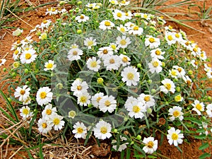 Texas Plains Blackfoot daisy wildflower photo