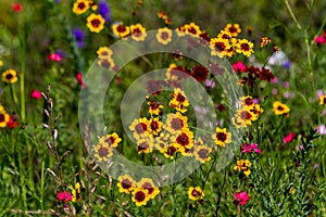 Texas Plains Coreopsis (Coreopsis tinctoria) Wildflowers