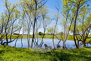 Texas pond and pointer