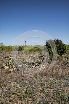 Texas Prickly Pear Cactus and Bluebonnet Landscape