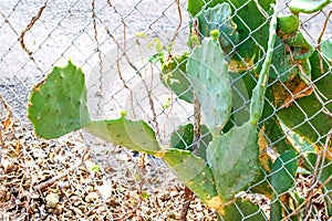 Texas Prickly Pear Cactus photo
