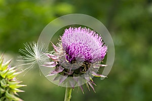 Texas Purple Thistle flower with Dandelion seed