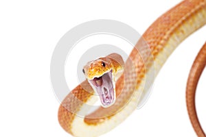 Texas rat snake attacking