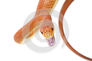 Texas rat snake attacking