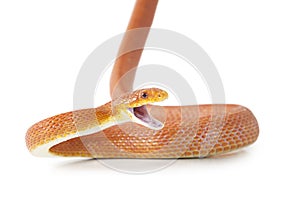 Texas rat snake attacking